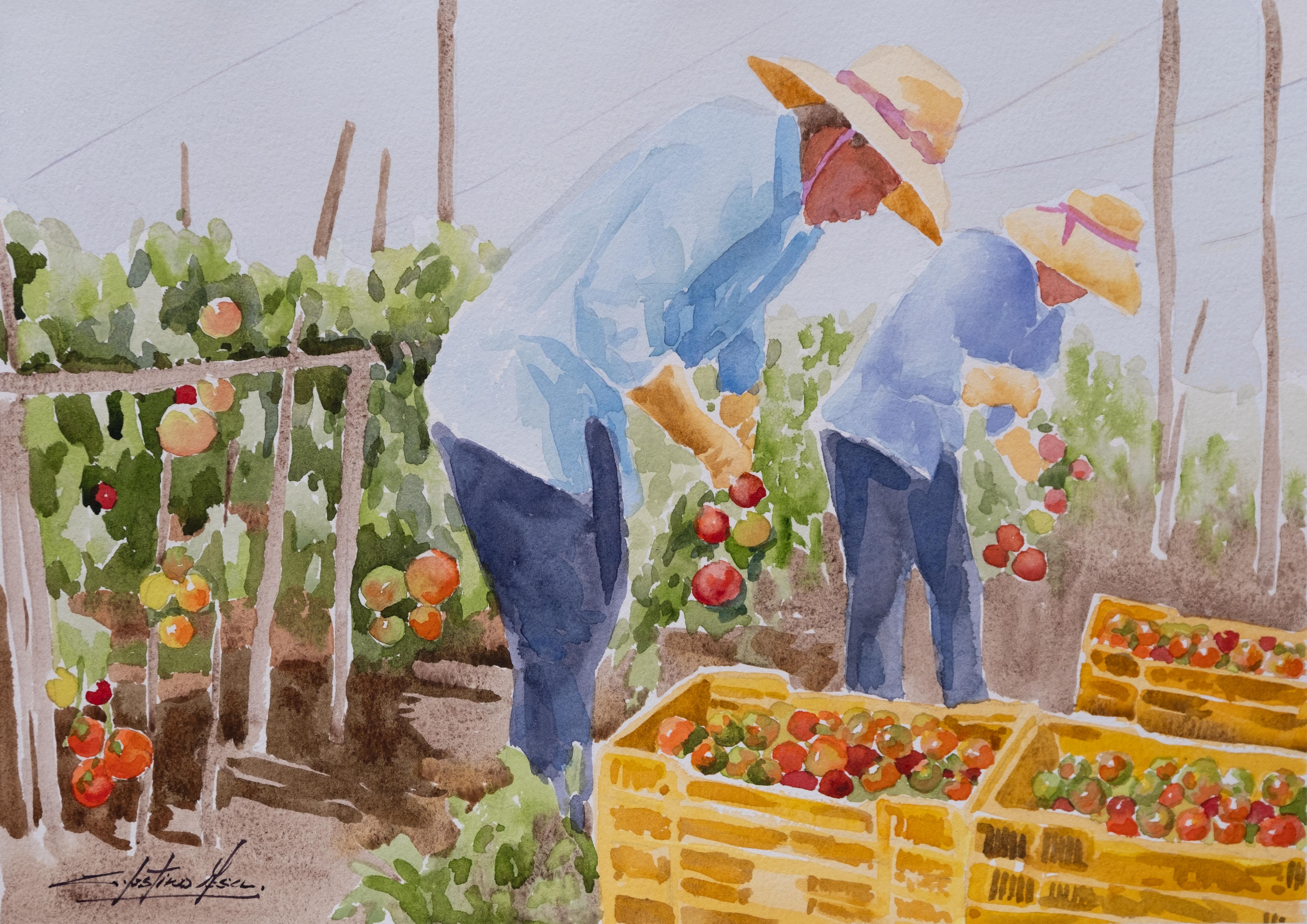 Ilustración en acuarela de dos agricultores recogiendo tomates en invernadero con cajas llenas de producto fresco